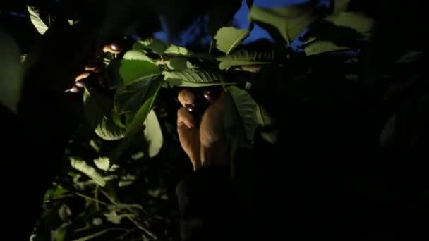 Homem agricultor colhendo cerejas cruas frescas — Vídeo de Stock
