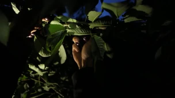 Hombre agricultor recogiendo cerezas frescas crudas — Vídeo de stock