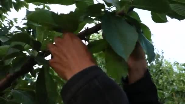 农夫采摘新鲜的生樱桃 — 图库视频影像