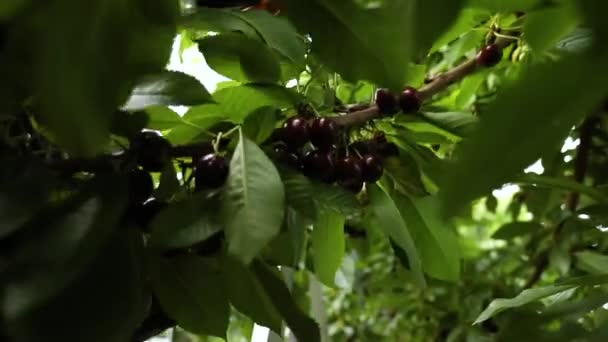 Colhendo cerejas no pomar — Vídeo de Stock