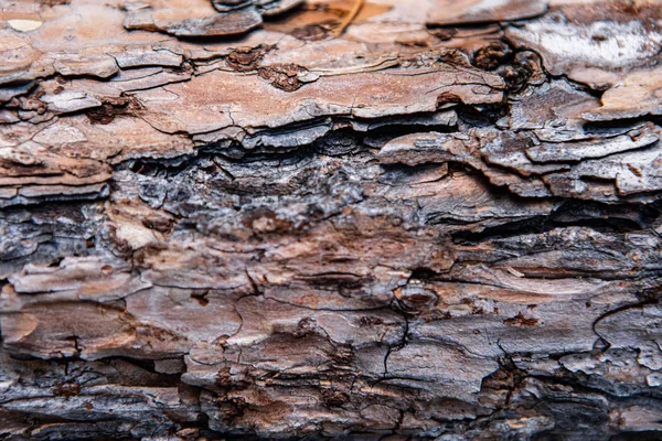 La textura en relieve de la corteza del árbol —  Fotos de Stock