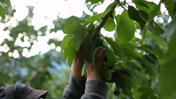 Recogiendo cerezas en el huerto — Vídeo de stock