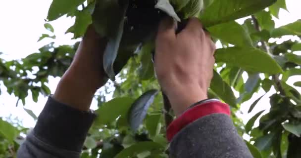 Homem agricultor colhendo cerejas cruas frescas — Vídeo de Stock
