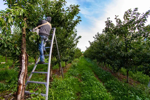 Sezónní farmář pracovník vybírá třešně — Stock fotografie