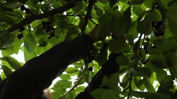 Colhendo cerejas no pomar — Vídeo de Stock