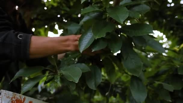 Kersen plukken in de boomgaard — Stockvideo