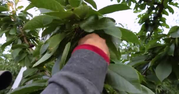 Catador profissional de cereja no pomar — Vídeo de Stock