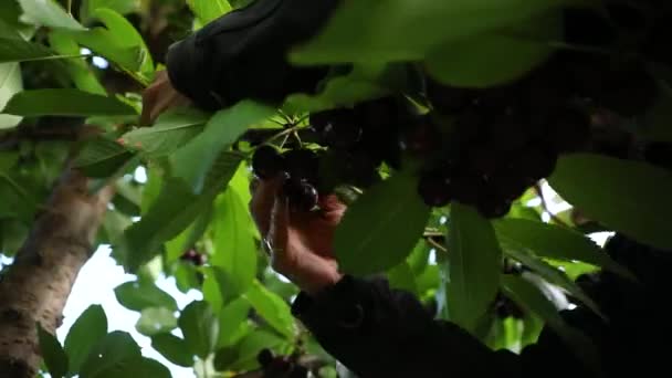 Trabalhador agrícola profissional colhendo cerejas — Vídeo de Stock