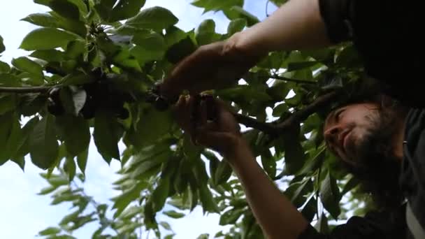 Збирання вишні в саду — стокове відео
