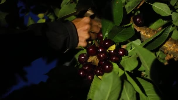 Recogiendo cerezas en el huerto — Vídeo de stock