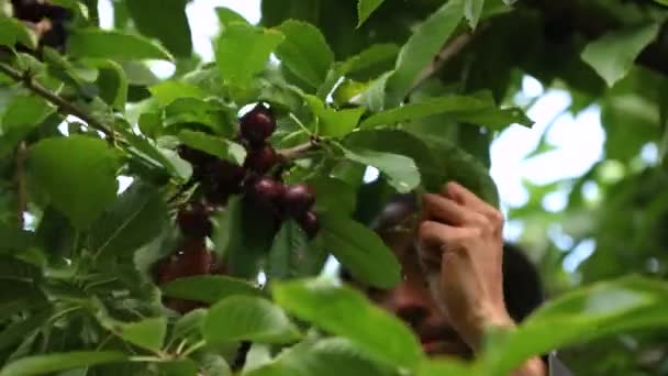 Trabalhador agrícola profissional colhendo cerejas — Vídeo de Stock