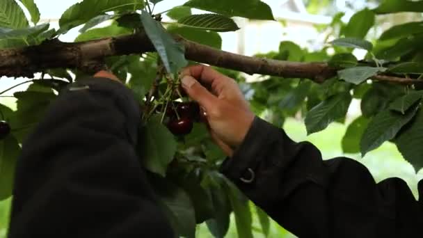 Сбор вишни в саду — стоковое видео