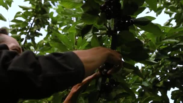 Збирання вишні в саду — стокове відео