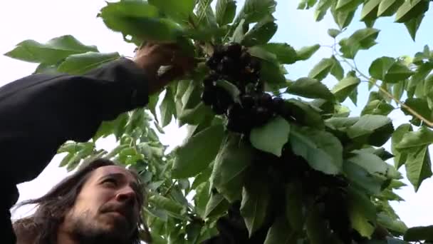 Uomo che raccoglie ciliegie dall'albero — Video Stock
