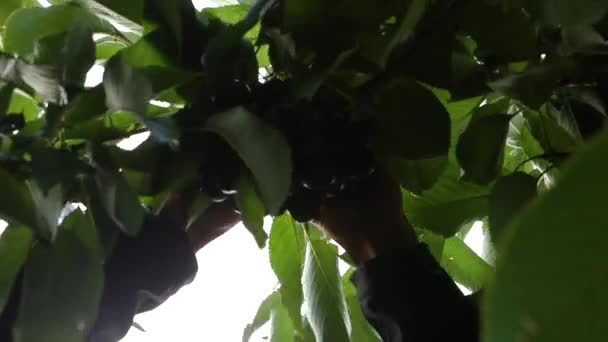Hombre agricultor recogiendo cerezas frescas crudas — Vídeos de Stock