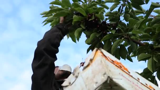 Professional cherry picker working in the orchard — 비디오