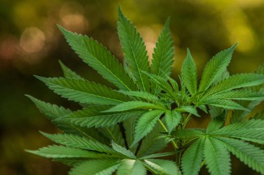 Sera çekiminde aydınlatılmış kenevir yaprakları