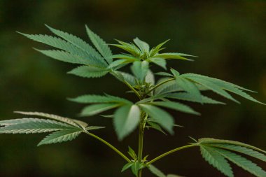 Sera çekiminde aydınlatılmış kenevir yaprakları