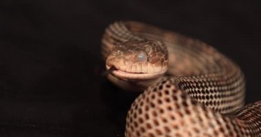 Fare yılan, bulutlu gözler, Flick onun dili