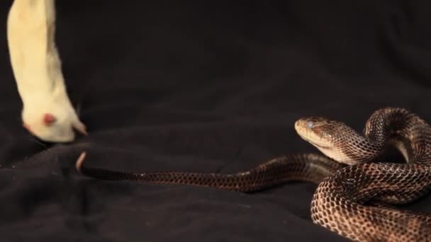 Крысиная змея, питающаяся большой белой мышью — стоковое видео