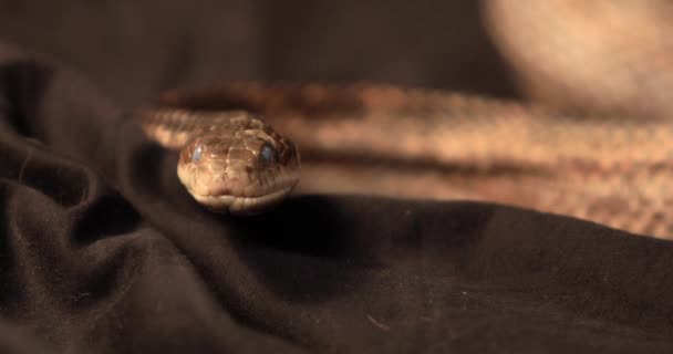 Serpiente de rata ojos nublados, Flick Su lengua — Vídeo de stock