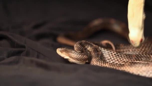 rat serpent se nourrissant sur une grande souris blanche 