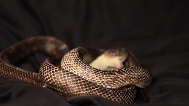 Крысиная змея хватает крысу зубами — стоковое видео