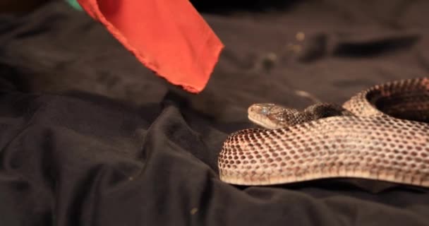 Fare attacco serpente ratto un pezzo di stoffa — Video Stock