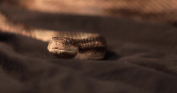 Крысиная змея мутные глаза, щелкните языком — стоковое видео