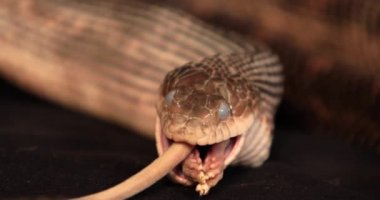 Yutma işlemi sırasında fare yılan.