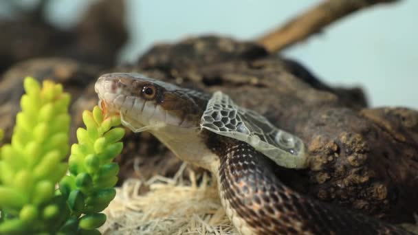 Pet serpent skin shedding close up — Stock Video