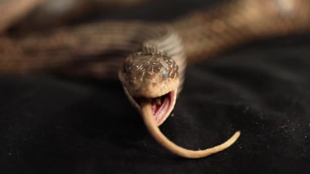 Rat snake with rat prey between its jaws — Stock Video