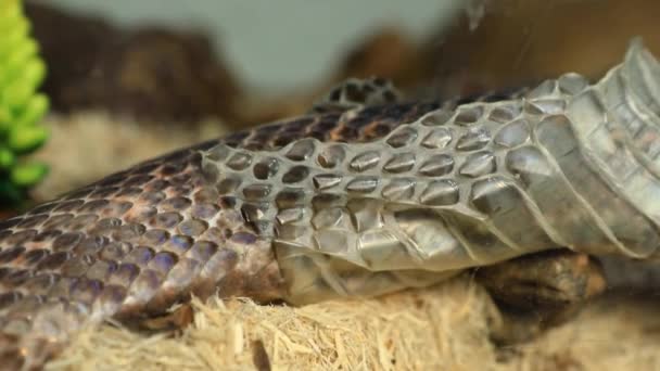 Kulit ular peliharaan menetes dekat — Stok Video