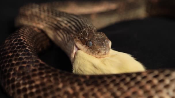 Serpiente rata tragando la presa — Vídeo de stock