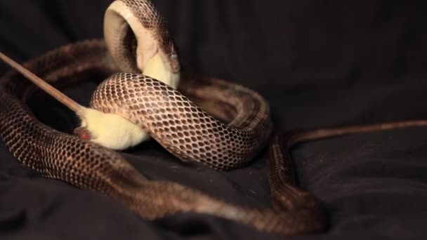 A rat snake grabs the rat with its teeth — Stock Video