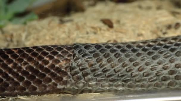 Pet serpent skin shedding close up — 비디오