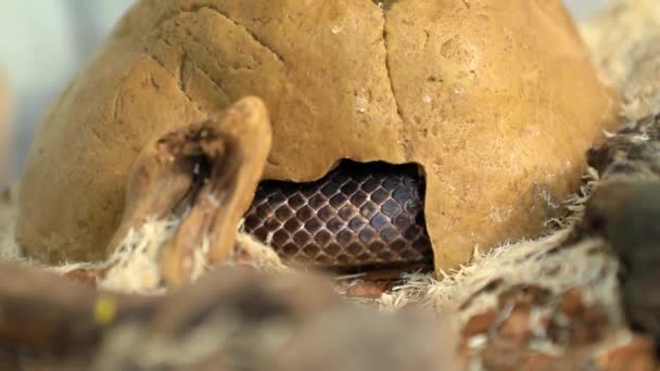 Pet serpent burrow in its glass cage — Stock Video