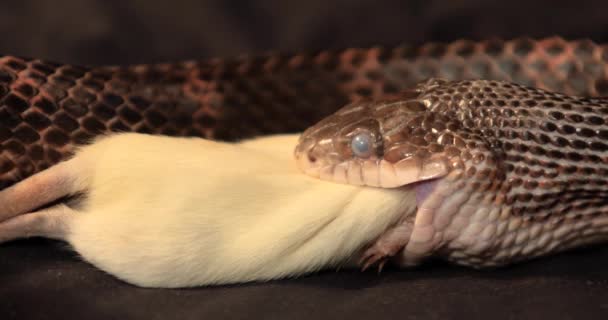 Serpente ratto durante il processo di deglutizione — Video Stock