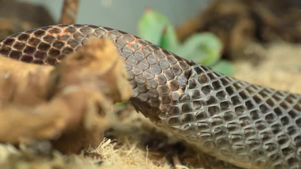 Mazlíček had kůže svlékání zblízka — Stock video