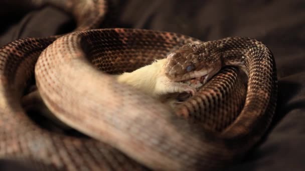 Serpiente rata tratando de empezar a tragar rata — Vídeos de Stock