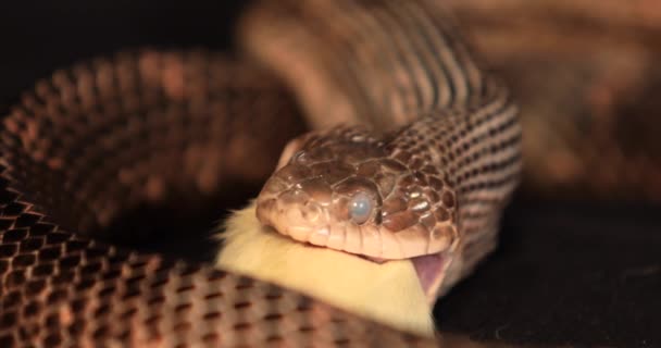 Щуряча змія під час процесу ковтання — стокове відео