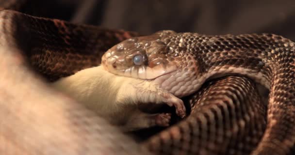 Rat snake during the swallowing process — Stock Video