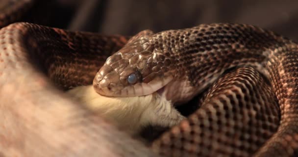 Serpente rato durante o processo de deglutição — Vídeo de Stock