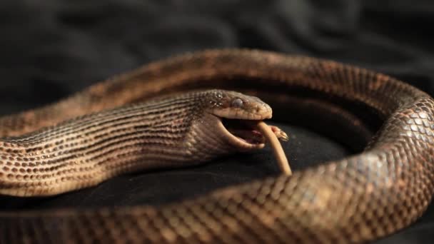 Rat snake with rat prey between its jaws — Stock Video