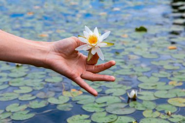 Beyaz Lotus 'u gölün üstünde tutan adam.