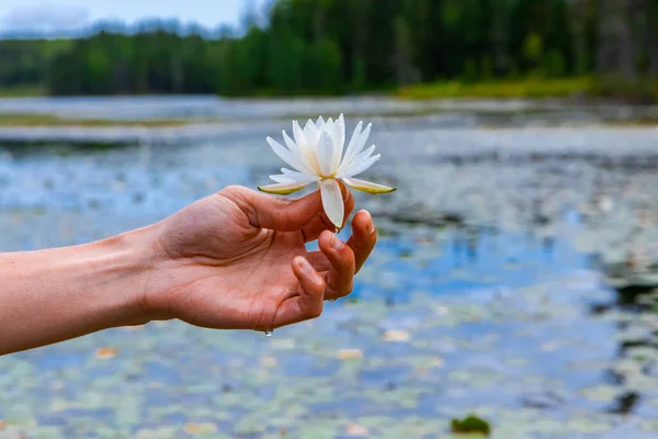 Uomo mano tenendo loto bianco sul lago — Foto Stock