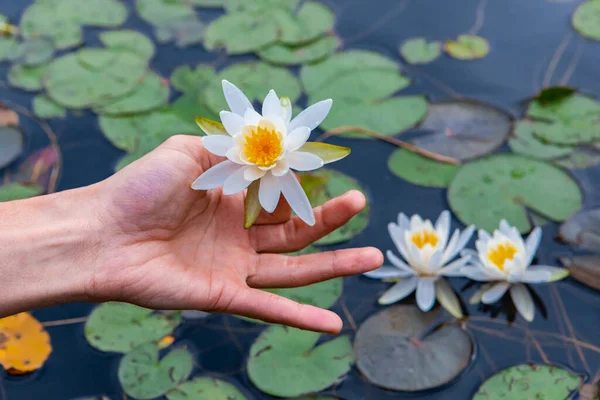 Beyaz Lotus 'u gölün üstünde tutan adam.