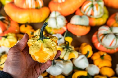 Tuhaf şekilli dekoratif balkabakları