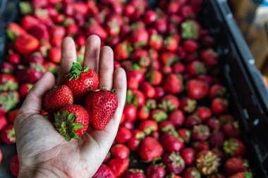 Yerel markette güzel taze meyveler
