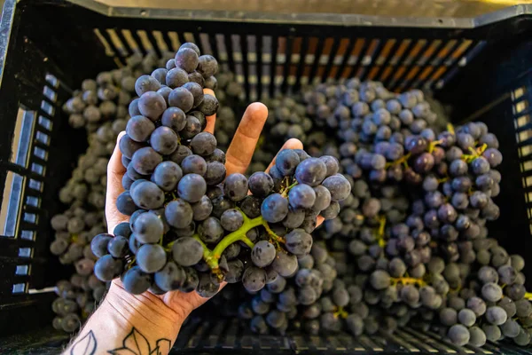 Prachtig vers fruit op de lokale markt — Stockfoto